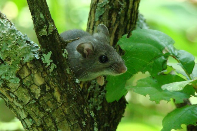 Hantavirus Explained: Symptoms, Causes, Prevention & Latest 2026 Updates